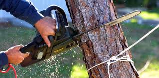 Professional  Tree Services in Ravenswood, WV